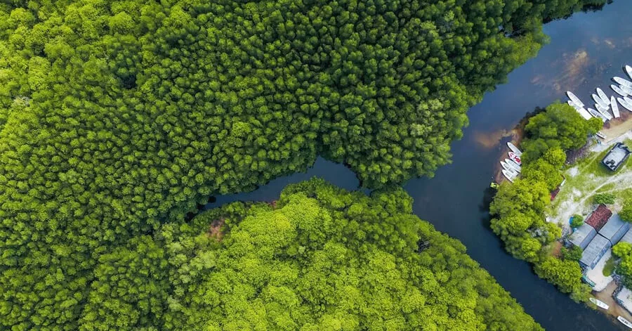 What are Mangrove Forests? thumbnail