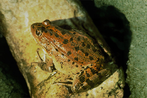 Environmental Services for The Conservation Center for Wildlife Care image