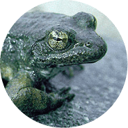 amphibians