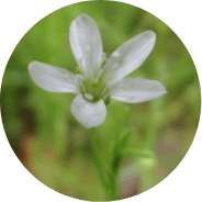 Plant Species