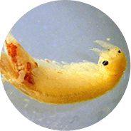 Crustacea