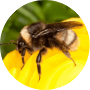 Insects